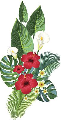 热带成分。图片下载