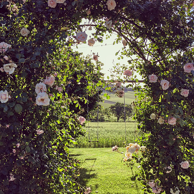 玫瑰人生图片下载