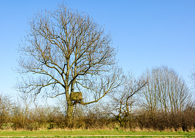 箱子立在树上图片下载