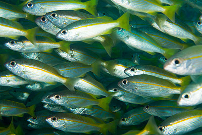 一群鲷鱼。Similan岛屿。安达曼海。泰国。图片下载