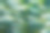 一群鲷鱼。Similan岛屿。安达曼海。泰国。图片下载