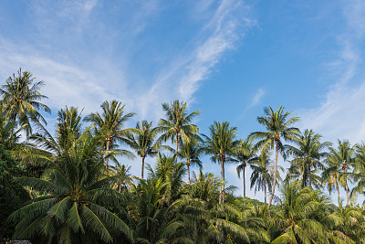 泰国海滩上的椰子树，椰子树与海滩上模糊的天空为夏季的概念背景。图片下载