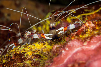 拳击手虾特写。Similan岛屿。安达曼海。泰国。图片下载