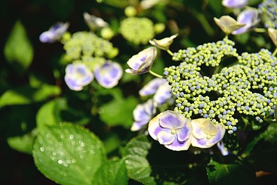 绣球花图片下载