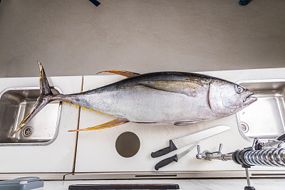 新鲜的吞图片下载