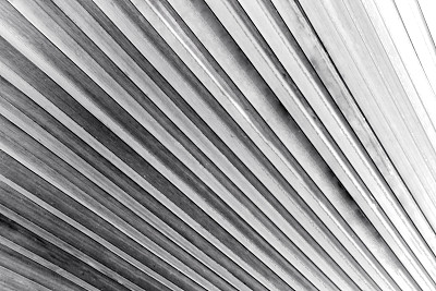 从棕榈叶表面的图片创建灰色纹理图案背景。图片下载