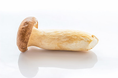 白色背景上的蘑菇图片下载