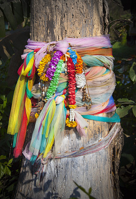 佛教神圣的树图片下载