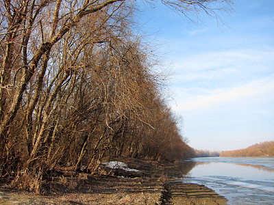 美丽的冬季风景多瑙河。海岸线上的树木图片下载
