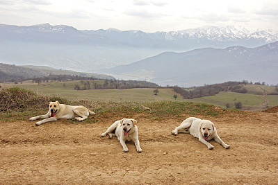 三只狗在山的后面图片下载