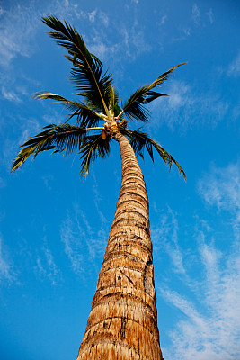 正午棕榈树图片下载