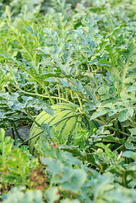 夏天的西瓜田图片下载