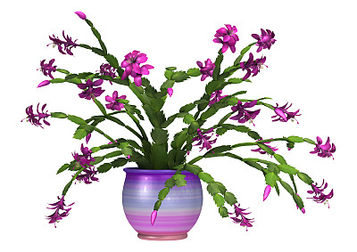 3D渲染白色背景圣诞仙人掌图片下载