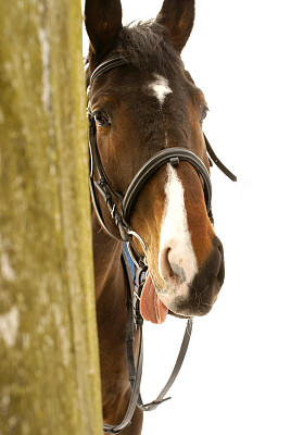有趣的马的头图片下载