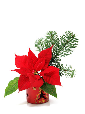 一品红的花图片下载