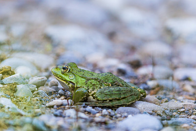 天然的绿色青蛙(蛙)坐在石头上图片下载