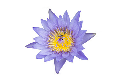 蜜蜂在紫色花瓣上，孤立在白色花瓣上图片下载
