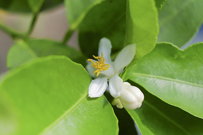 白色的柠檬花和绿色的叶子图片下载