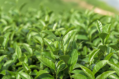 绿色茶园图片下载