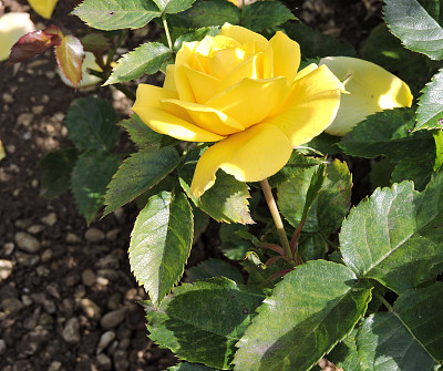 黄玫瑰图片下载