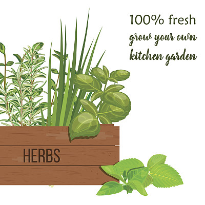 木箱装农场新鲜烹饪药草。绿叶罗勒，迷迭香，香葱，百里香，牛至与文字。园艺。图片下载