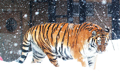 东北虎图片下载