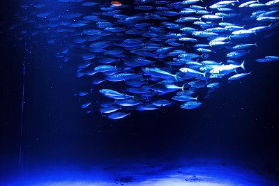 可愛いお魚图片下载