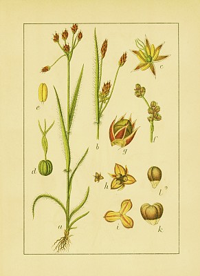 野蒲草|古董花卉插图图片下载