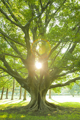 公園の木　夕日图片下载