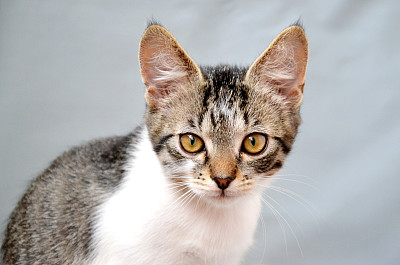 动物和宠物图片下载