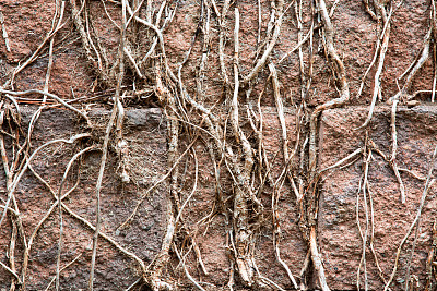 枯死的藤枝爬在砖墙上图片下载