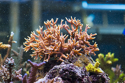 鸟巢珊瑚图片下载