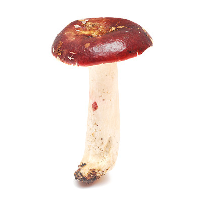 红菇属xerampelina图片下载