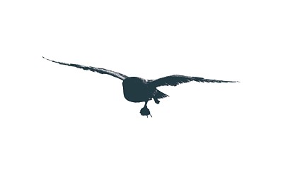 仓鸮鸟带着猎物飞行的剪影图片下载