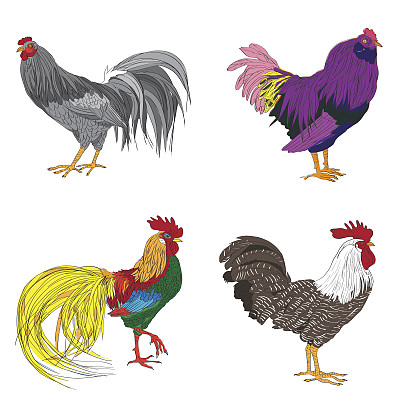 四个公鸡系列图片下载