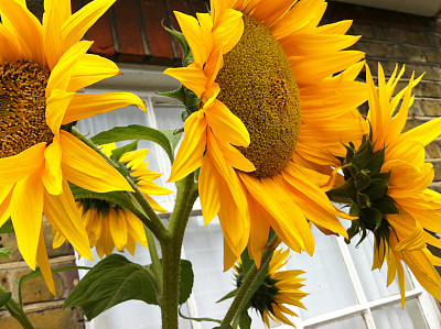 向日葵图片下载