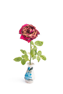 花瓶里的枯萎玫瑰孤立在白色背景上图片下载