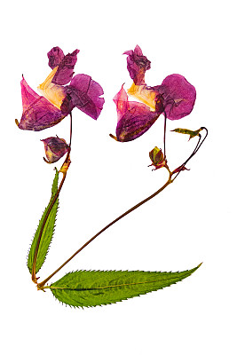 压榨和干燥的娇嫩的丁香花凤仙花。图片下载