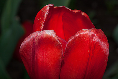 红色郁金香的花瓣特写。图片下载