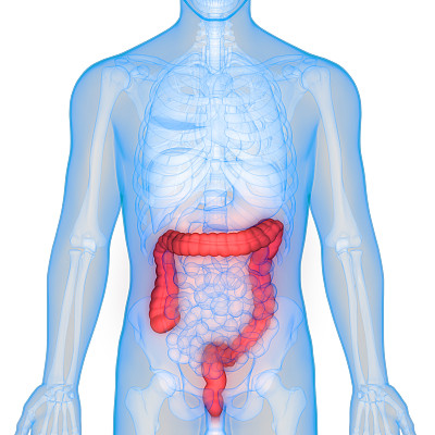 人体消化系统解剖学(大肠)图片下载
