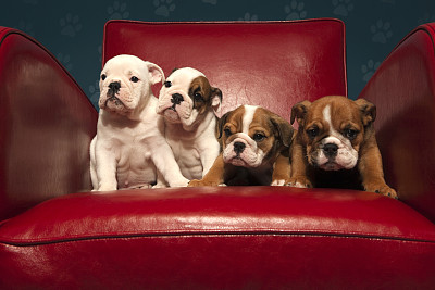 四只厚脸皮的牛头犬小狗坐在一张红椅子上图片下载