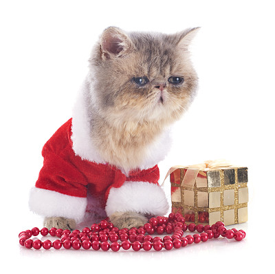 小猫异国短毛猫图片下载