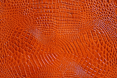 高分辨率的蜥蜴皮图片下载