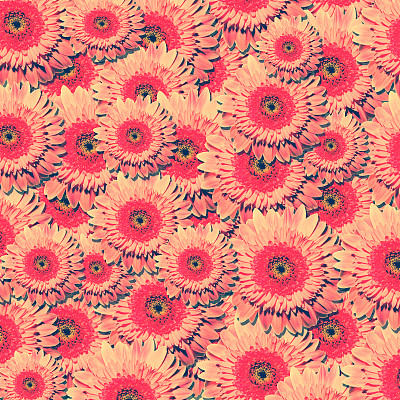 很多漂亮的粉色非洲菊花图片下载