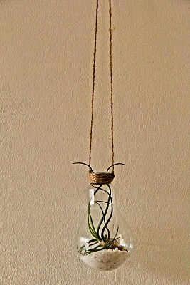 在灯泡容器中空气植物图片下载