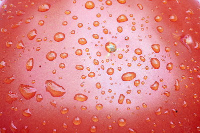 番茄上的水滴图片下载