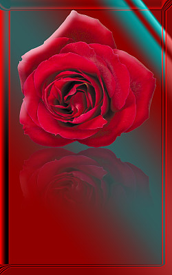 红玫瑰微距与奇特的背景隔离图片下载