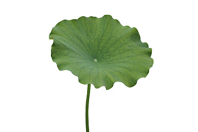 荷叶图片下载