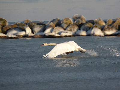 天鹅就要起飞了图片下载