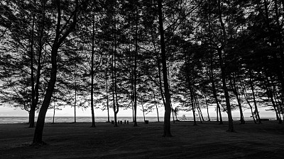 在松树的阴影下…图片下载